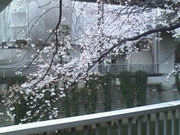 桜。椿山荘